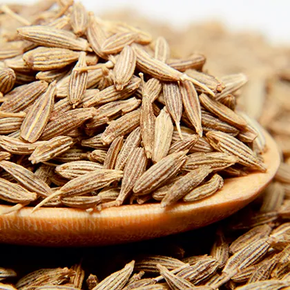 Cumin Seeds Broker & Trader From India