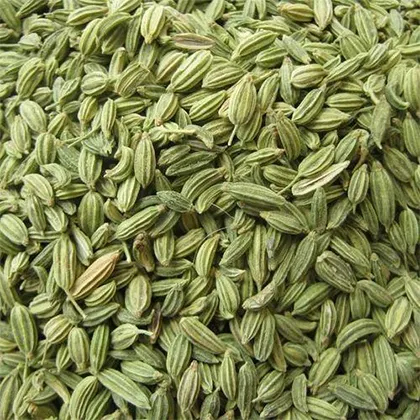 Fennel Seeds Broker & Trader From India